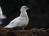 Goéland à ailes blanches Larus glaucoides