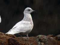 Goéland à ailes blanches Larus glaucoides