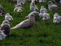 Goéland à ailes blanches Larus glaucoides