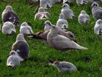 Goéland à ailes blanches Larus glaucoides