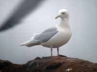 Goéland à ailes blanches Larus glaucoides