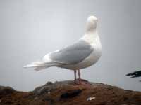 Goéland à ailes blanches Larus glaucoides