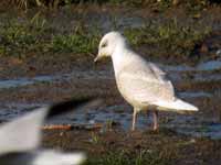 Goéland à ailes blanches Larus glaucoides