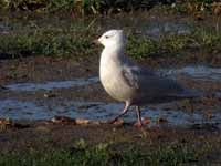 Goéland à ailes blanches Larus glaucoides