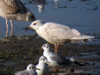 Goéland à ailes blanches Larus glaucoides