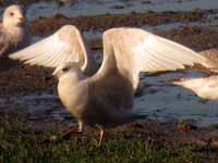 Goéland à ailes blanches Larus glaucoides