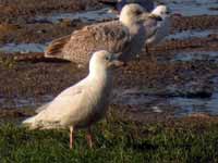 Goéland à ailes blanches Larus glaucoides