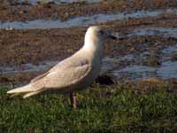 Goéland à ailes blanches Larus glaucoides