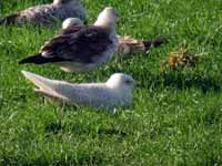 Goéland à ailes blanches Larus glaucoides