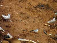 Goéland à ailes blanches Larus glaucoides