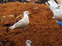 Goéland à ailes blanches Larus glaucoides