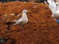 Goéland à ailes blanches Larus glaucoides