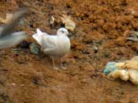 Goéland à ailes blanches Larus glaucoides