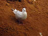 Goéland à ailes blanches Larus glaucoides