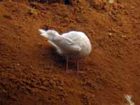 Goéland à ailes blanches Larus glaucoides