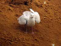 Goéland à ailes blanches Larus glaucoides