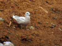 Goéland à ailes blanches Larus glaucoides