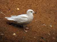 Goéland à ailes blanches Larus glaucoides