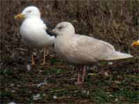 Goéland à ailes blanches Larus glaucoides