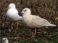 Goéland à ailes blanches Larus glaucoides