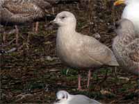 Goéland à ailes blanches Larus glaucoides