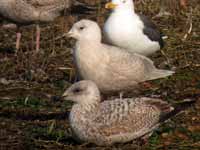 Goéland à ailes blanches Larus glaucoides