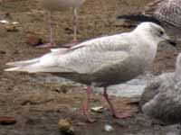 Goéland à ailes blanches Larus glaucoides