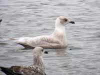 Goéland à ailes blanches Larus glaucoides