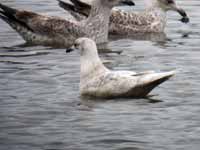 Goéland à ailes blanches Larus glaucoides