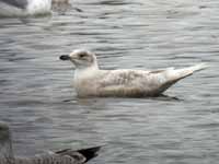 Goéland à ailes blanches Larus glaucoides