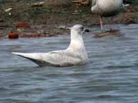 Goéland à ailes blanches Larus glaucoides