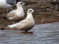 Goéland à ailes blanches Larus glaucoides