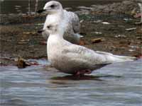 Goéland à ailes blanches Larus glaucoides