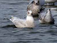 Goéland à ailes blanches Larus glaucoides