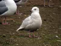 Goéland à ailes blanches Larus glaucoides