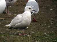 Goéland à ailes blanches Larus glaucoides