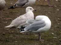 Goéland à ailes blanches Larus glaucoides