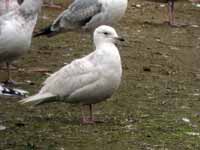 Goéland à ailes blanches Larus glaucoides