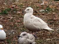 Goéland à ailes blanches Larus glaucoides