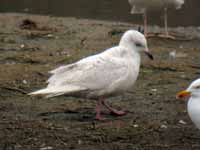 Goéland à ailes blanches Larus glaucoides