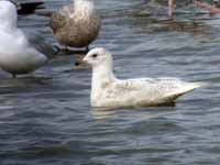 Goéland à ailes blanches Larus glaucoides