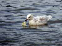 Goéland à ailes blanches Larus glaucoides