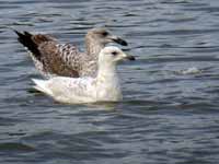 Goéland à ailes blanches Larus glaucoides