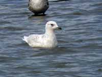 Goéland à ailes blanches Larus glaucoides