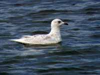 Goéland à ailes blanches Larus glaucoides