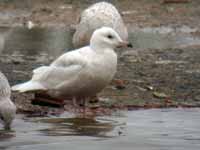 Goéland à ailes blanches Larus glaucoides