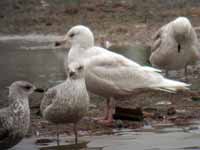 Goéland à ailes blanches Larus glaucoides