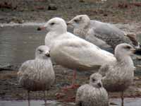 Goéland à ailes blanches Larus glaucoides