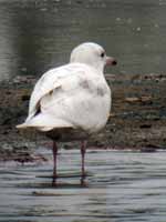 Goéland à ailes blanches Larus glaucoides