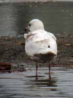 Goéland à ailes blanches Larus glaucoides